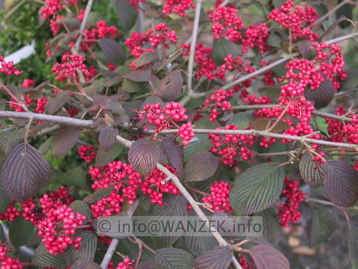 Viburnum plicatum Red Robin 01 Frucht1.JPG